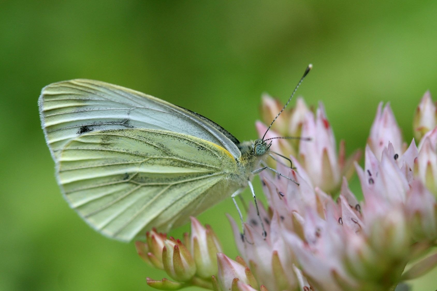Butterfly perched on pink flower buds