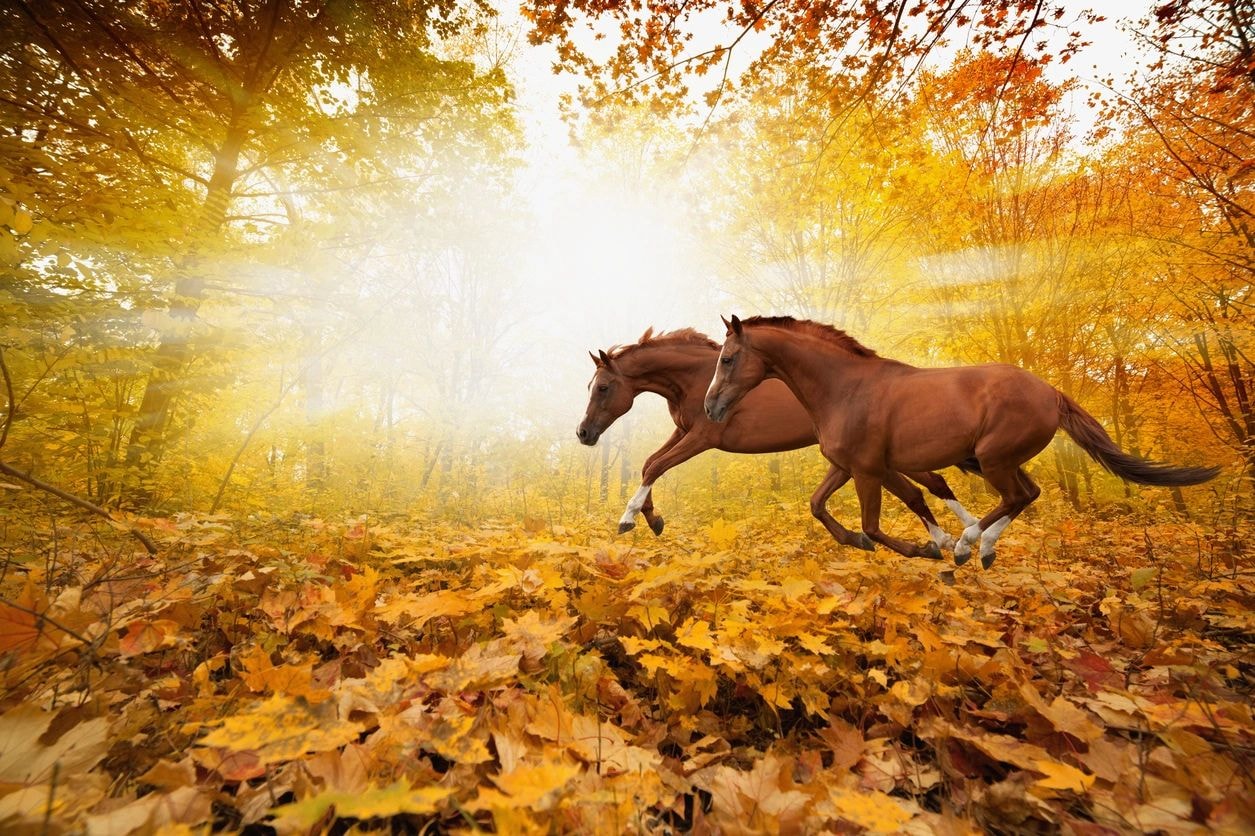 Two horses galloping through an autumn forest